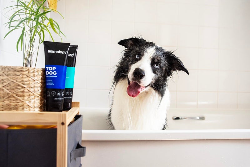 Animology Top Dog Conditioner 250ml - Image 5